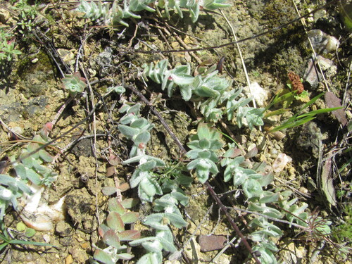 Hypericum tomentosum, photograph 6