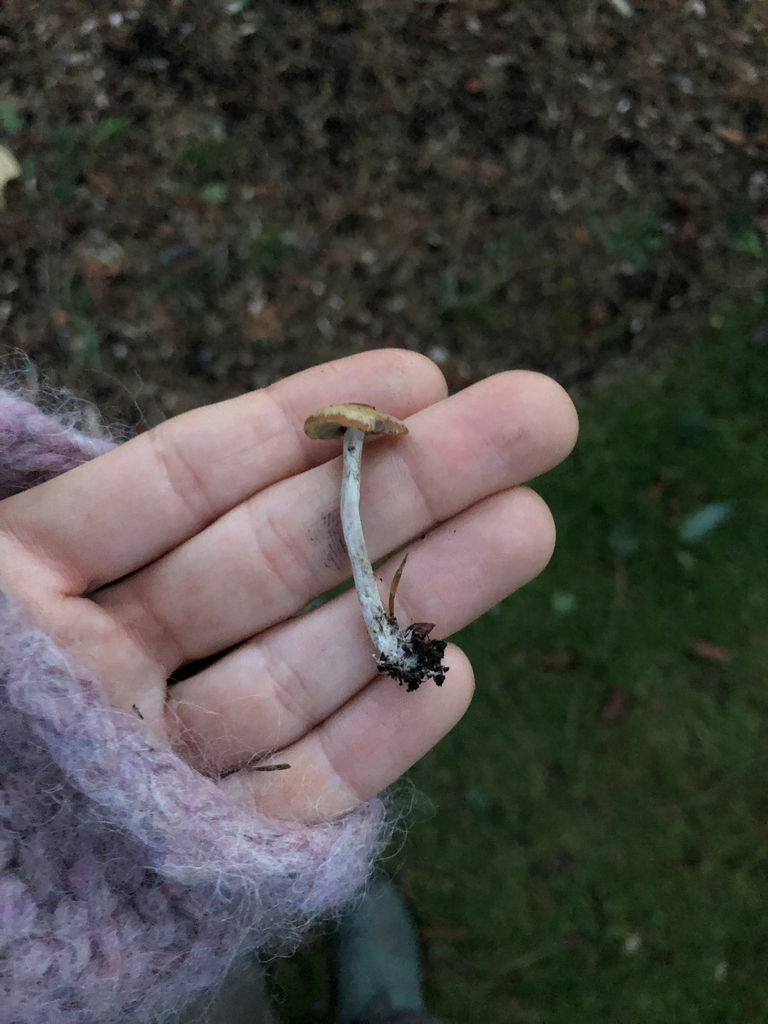 Psilocybe cyanescens · November 2025 · photo: © juliakcarr (iNaturalist, cc0)