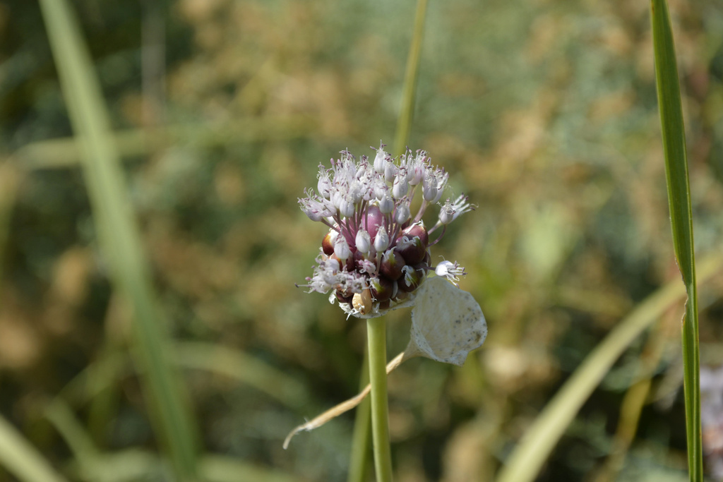 Garlic foliage in a garden bed