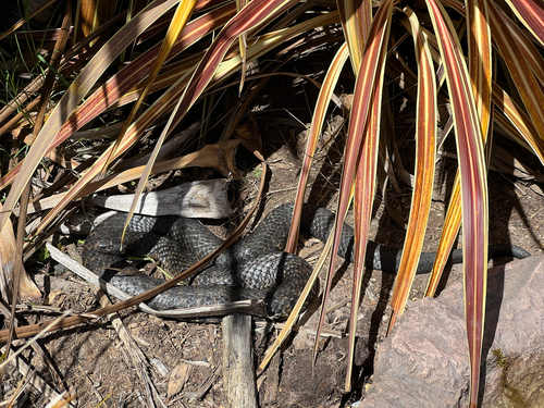 Tiger Snake sighting