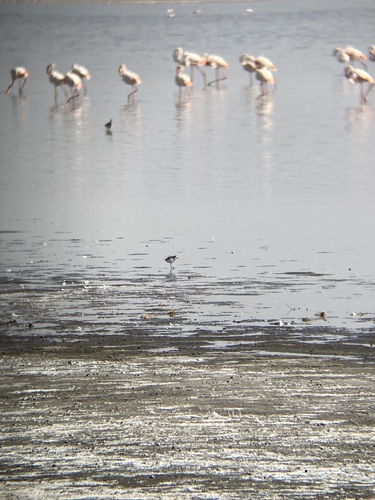 iNaturalist: (c) gauthier-59, some rights reserved (CC BY-NC) iNaturalist image