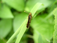 Carterocephalus skada