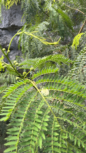 Leucaena leucocephala observed 2025-08-11