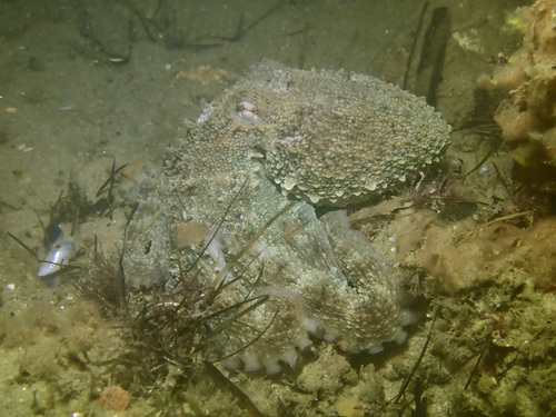 Octopus vulgaris