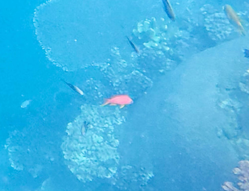 Pseudanthias cheirospilos