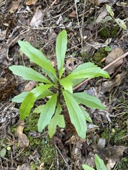Brachyglottis kirkii
