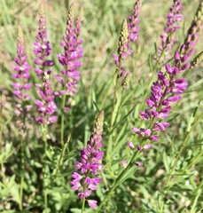 Polygala molluginifolia