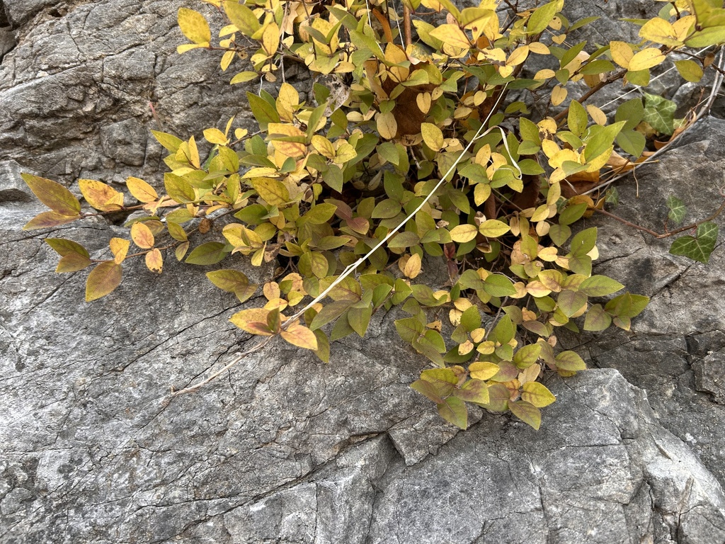 Lonicera fragrantissima