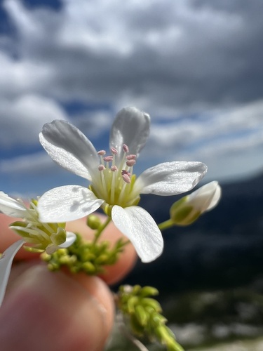 Arenaria gracilis, photograph 2