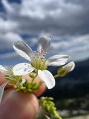 author not stated, no rights reserved Arenaria gracilis, photograph author not stated, no rights reserved