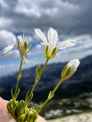 Arenaria gracilis, photograph 3