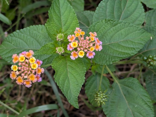 common lantana