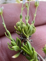 author not stated, no rights reserved Arenaria gracilis, photograph author not stated, no rights reserved