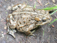 Anaxyrus boreas boreas