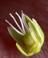 author not stated, no rights reserved Arenaria gracilis, photograph author not stated, no rights reserved