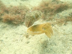 Sepia plangon