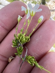 Arenaria gracilis, photograph author not stated, no rights reserved