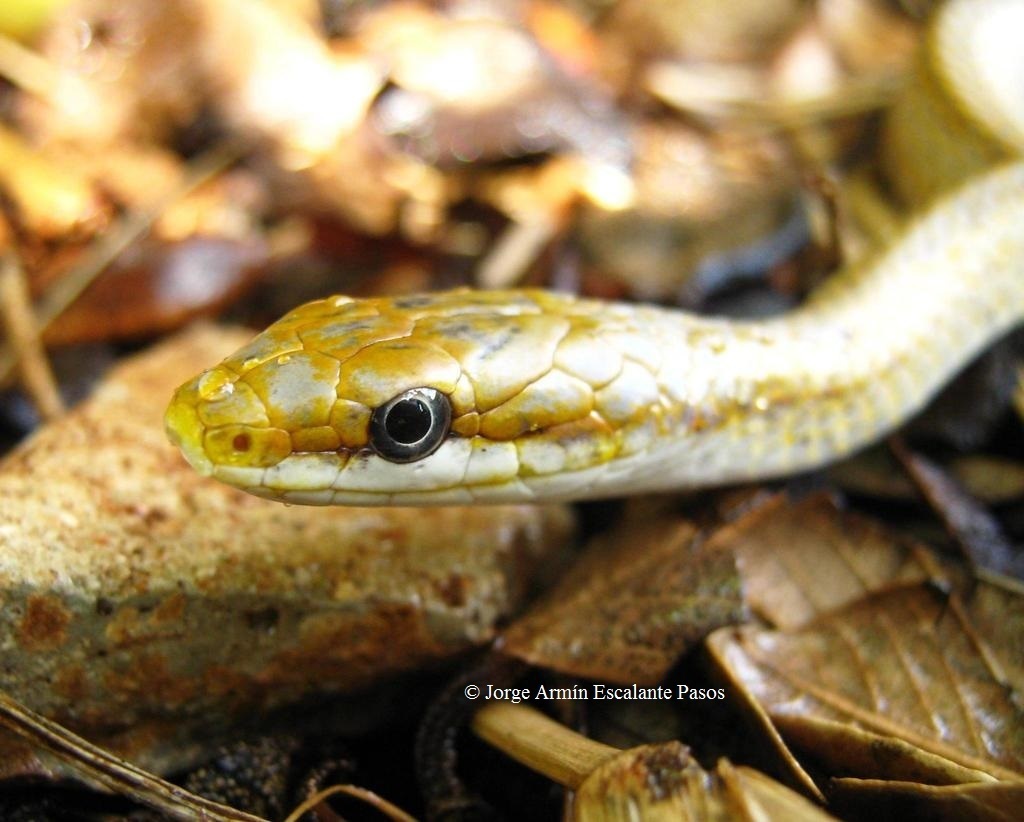 Yucatán White-lipped Snake