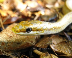 Mayan Golden-Backed Snake photo 4