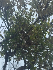 Muellerina celastroides