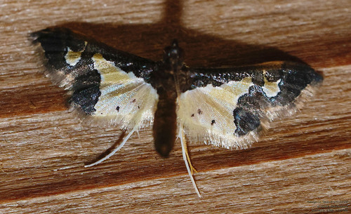 Gonocausta sabinalis photo 2