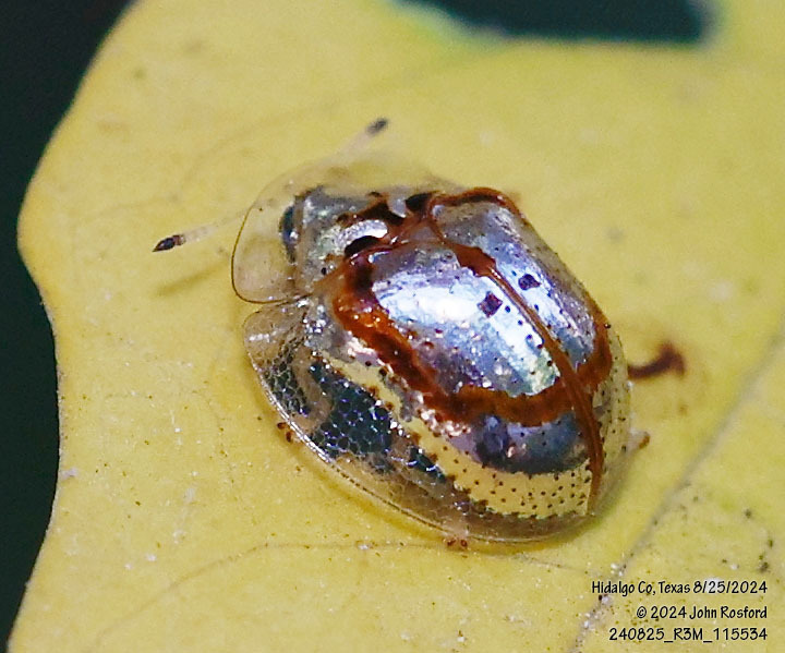 Alamo Vine Tortoise Beetle