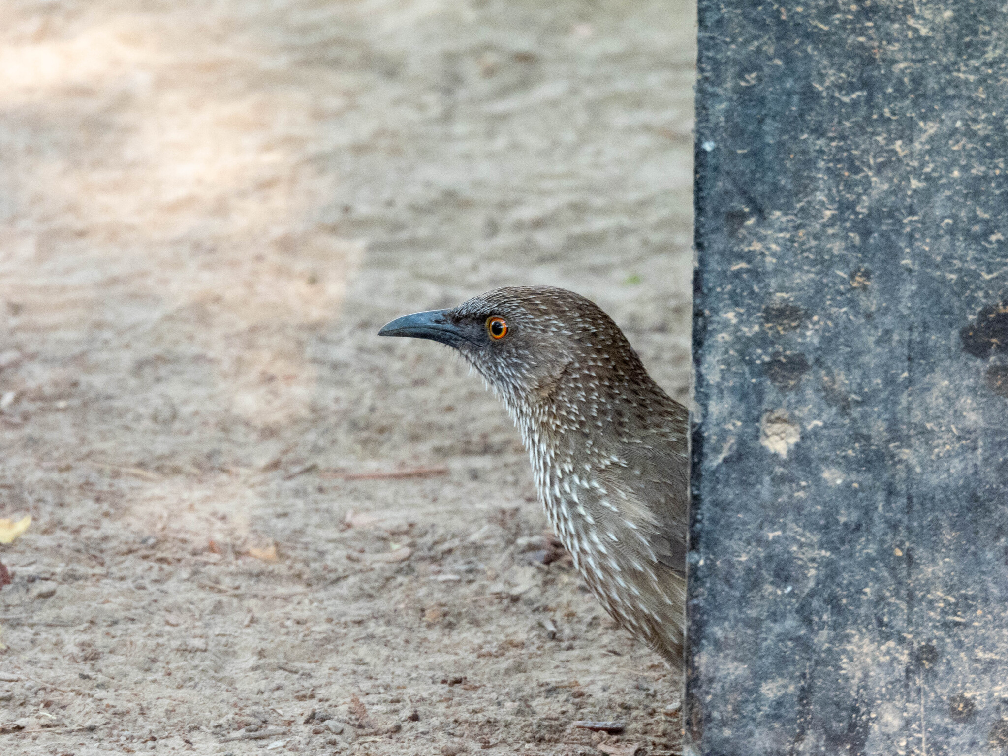 Arrow-marked Babbler illustration