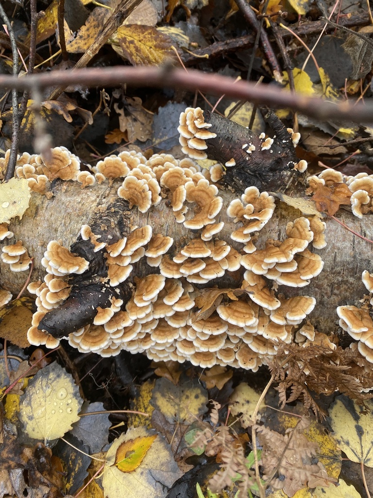 Plicatura crispa · November 2025 · photo: © amanofcultures (iNaturalist, cc-by)