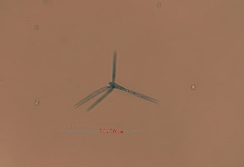 Triscelophorus monosporus