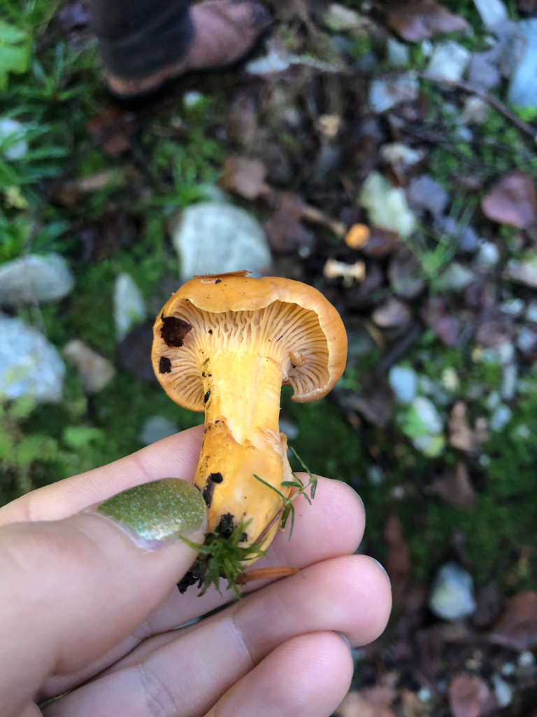 Cantharellus formosus · November 2025 · photo: © juliakcarr (iNaturalist, cc0)
