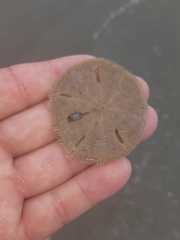 Dissodactylus xantusi