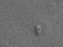 Olivella columellaris