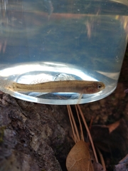 Etheostoma chlorosoma