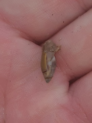 Olivella columellaris