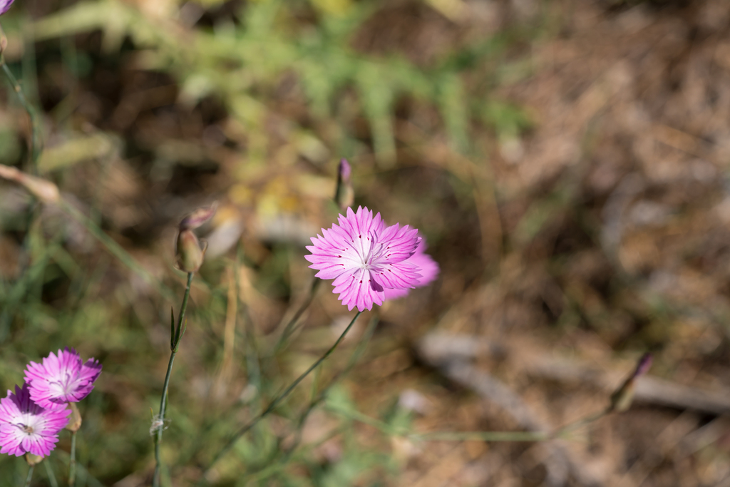 Dianthus strictus; photograph (c) Eleftherios Katsillis, some rights reserved (CC BY)
