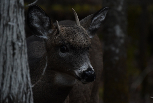 White-tailed Deer