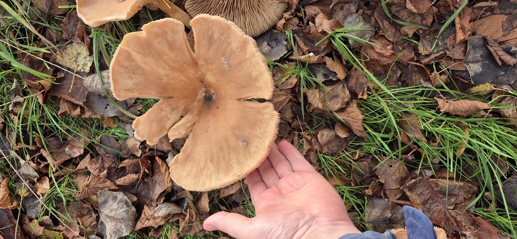 Infundibulicybe geotropa · November 2025 · photo: © neil173 (iNaturalist, cc0)