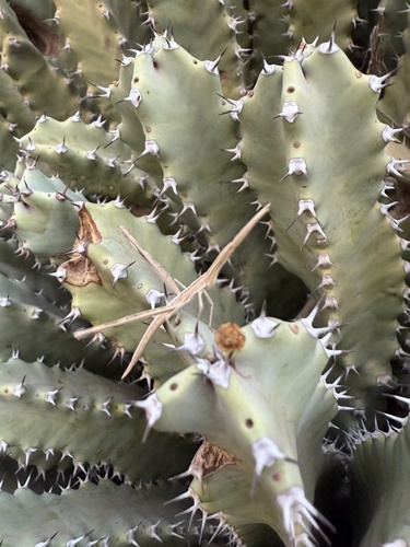 Truxalis nasuta