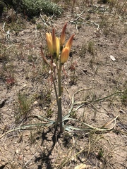 Zephyranthes gilliesiana