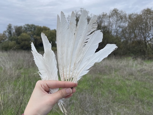 Plume de Aigrette garzette