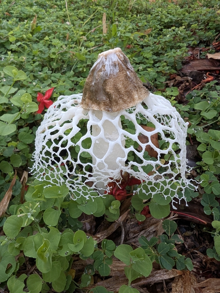 Phallus merulinus · November 2025 · photo: © danielmontesinos (iNaturalist, cc-by)