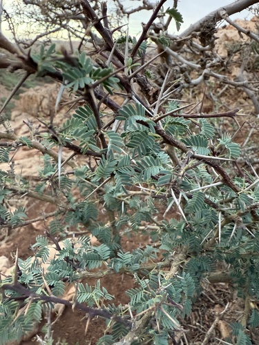 Vachellia gummifera