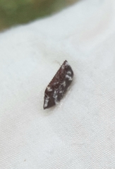 Drymaplaneta semivitta