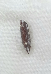 Drymaplaneta semivitta
