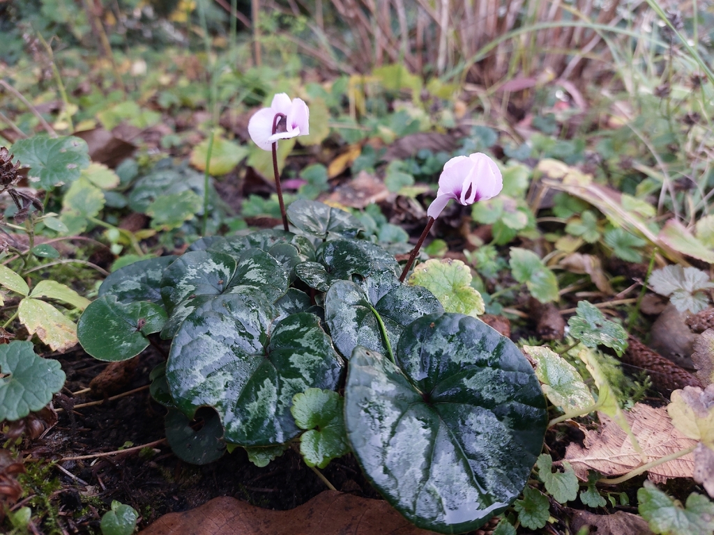 Cyclamen coum