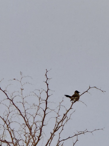 Common Bulbul