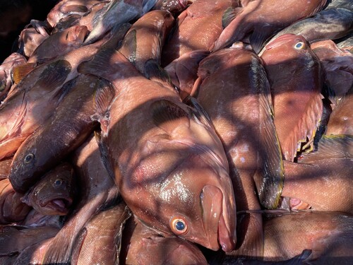 Grouper (Hyporthodus acanthistius) — Serranidae — 4