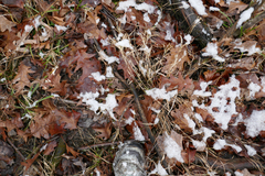 Carex muskingumensis