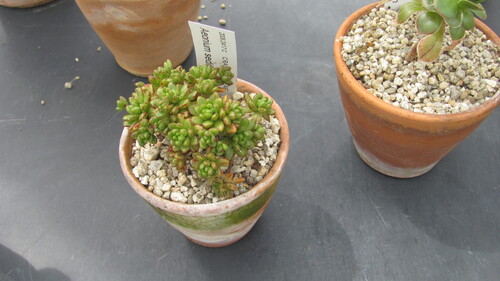 Aichryson sedifolium Webb ex Bolle