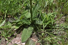 Elephantopus angustifolius